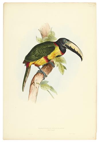 GOULD, JOHN; and LEAR, EDWARD. Pteroglossus Regalis. * Ramphastos Citreolaemus.